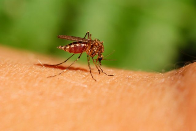 Radovanoviæ: Èetvoro od pet zaraženih virusom Zapadnog Nila nisu ni svesni toga